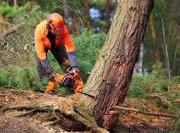 Best Aeration Services  in Oakdale, NY