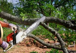 Best Tree Risk Assessment  in Oakdale, NY
