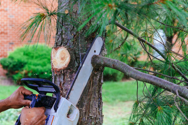  Oakdale, NY Tree Services Pros